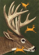 Whitetail Deer Image